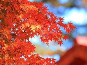 《我的妹妹》小学350字写人作文